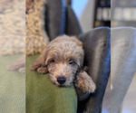 Puppy Blues Clues Goldendoodle