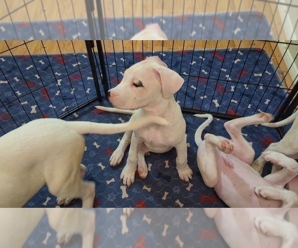 Medium Photo #10 Dogo Argentino Puppy For Sale in KATY, TX, USA