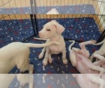 Small Photo #10 Dogo Argentino Puppy For Sale in KATY, TX, USA