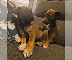 Small #1 Mutt
