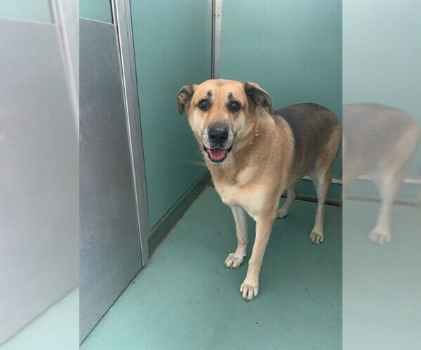 Medium Photo #1 German Shepherd Dog Puppy For Sale in Moreno Valley, CA, USA