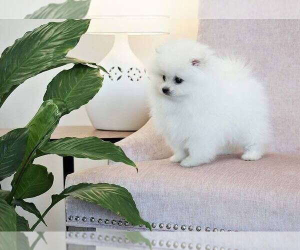 Medium Photo #3 Pomeranian Puppy For Sale in FULLERTON, CA, USA