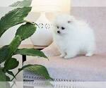 Small Photo #3 Pomeranian Puppy For Sale in FULLERTON, CA, USA