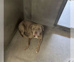 American Pit Bull Terrier Dogs for adoption in San Bernardino, CA, USA