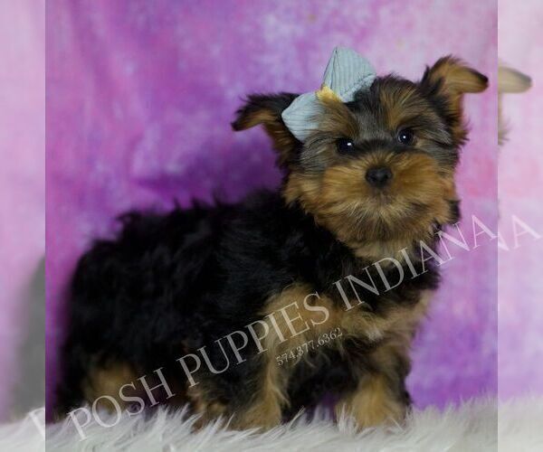 Medium Photo #9 Yorkshire Terrier Puppy For Sale in WARSAW, IN, USA