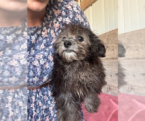 Pom-A-Poo Puppy for sale in VERMONTVILLE, MI, USA