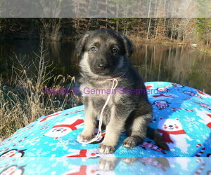 German Shepherd Dog Puppy for Sale in PIEDMONT, Missouri USA