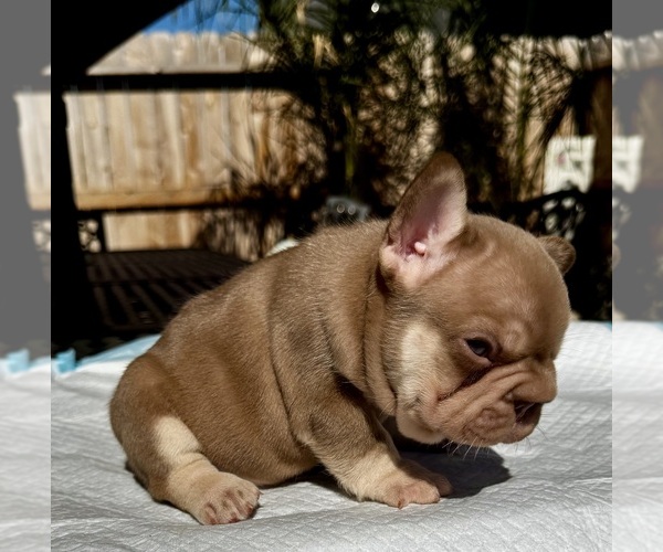 Medium Photo #2 French Bulldog Puppy For Sale in SACRAMENTO, CA, USA