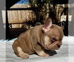 Small #1 French Bulldog