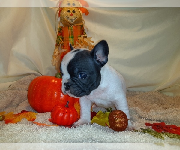 Medium Photo #1 French Bulldog Puppy For Sale in PAWTUCKET, RI, USA