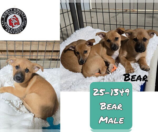 Medium Photo #1 Chihuahua-Unknown Mix Puppy For Sale in Georgetown, KY, USA