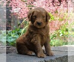 Small Photo #4 Goldendoodle-Poodle (Standard) Mix Puppy For Sale in EAST EARL, PA, USA