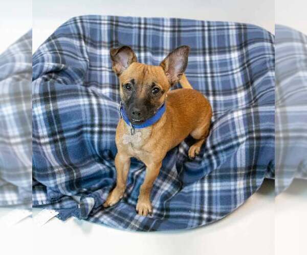 Medium Photo #2 Chihuahua-Unknown Mix Puppy For Sale in Kennesaw, GA, USA