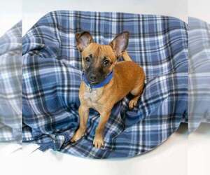 Buster - Male Chihuahua-Unknown Mix Dog for Adoption - Photo #2