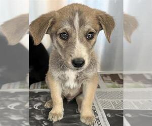 Mutt Dogs for adoption in San Antonio, TX, USA