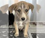 Small Mutt