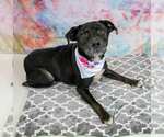 Small Labrador Retriever Mix