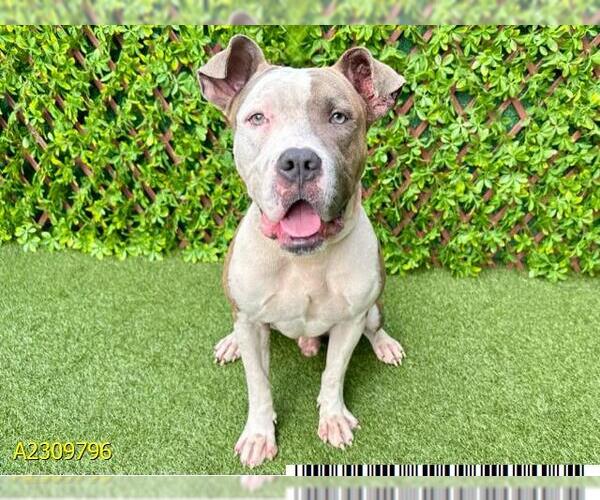 Medium Photo #1 American Bulldog Puppy For Sale in West Palm Beach, FL, USA