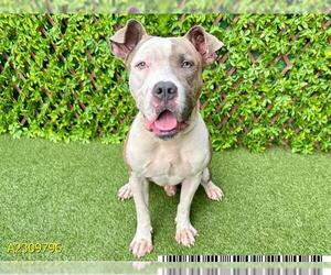 American Bulldog Dogs for adoption in West Palm Beach, FL, USA