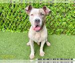Small American Bulldog