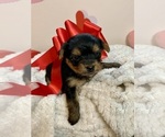 Puppy Puppy 2 Yorkshire Terrier