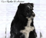Small Photo #1 Australian Shepherd Puppy For Sale in MADISON, IN, USA