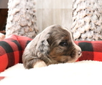 Small Photo #162 Aussiedoodle Miniature  Puppy For Sale in STAFFORD, VA, USA