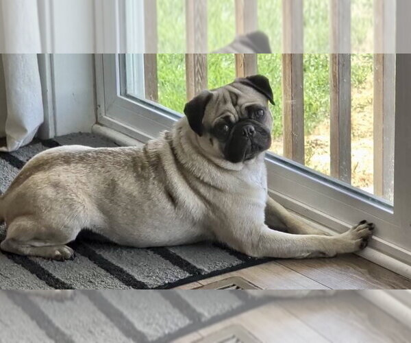 Medium Photo #4 Pug Puppy For Sale in Omaha, NE, USA