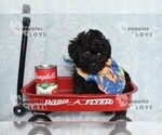 Small #6 Poodle (Toy)