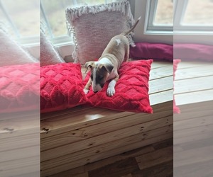 Bull Terrier Puppy for sale in MULDROW, OK, USA