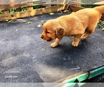 Small #3 Golden Retriever