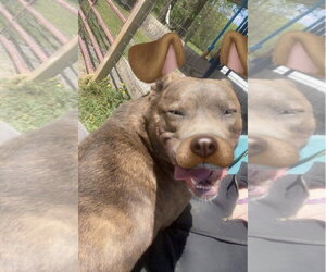 Rigby - Male Chow Chow-Mastiff Mix Dog for Adoption - Photo #3