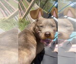 Small #2 Chow Chow-Mastiff Mix