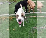 Small #10 Bull Terrier Mix