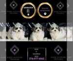 Small Photo #21 Maltipoo Puppy For Sale in WARSAW, IN, USA