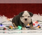 Small Photo #8 English Bulldog Puppy For Sale in PALMDALE, CA, USA