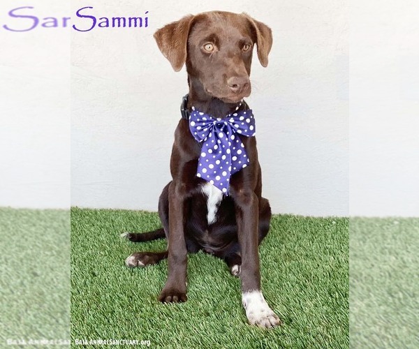 Medium Photo #5 Chocolate Labrador retriever-Weimaraner Mix Puppy For Sale in San Diego, CA, USA