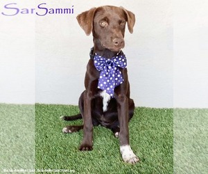 Sammi - Female Chocolate Labrador retriever-Weimaraner Mix Dog for Adoption - Photo #5