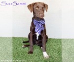 Small #4 Chocolate Labrador retriever-Weimaraner Mix