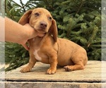 Small #4 Dachshund