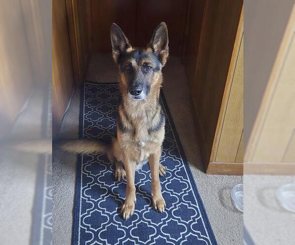Medium Photo #1 German Shepherd Dog Puppy For Sale in San Antonio, TX, USA
