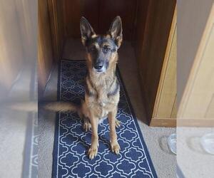 German Shepherd Dog Dogs for adoption in San Antonio, TX, USA