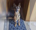 Small German Shepherd Dog