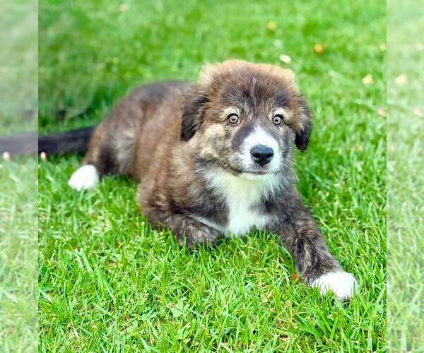 Medium Photo #3 Australian Shepherd Puppy For Sale in Paso Robles, CA, USA