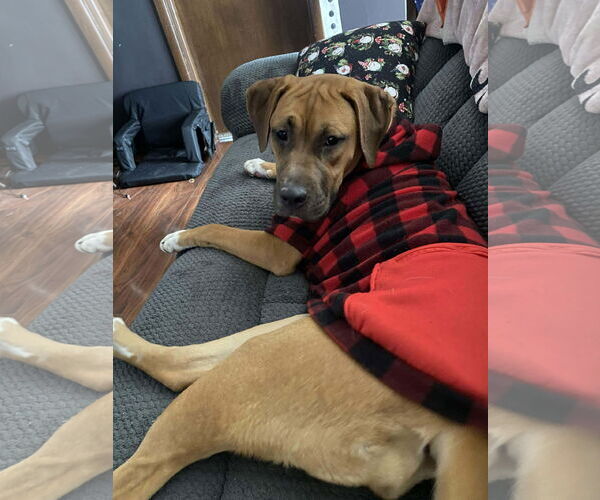 Medium Photo #5 Black Mouth Cur-Unknown Mix Puppy For Sale in Sheboygan, WI, USA
