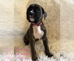 Puppy Pink Girl Boxer