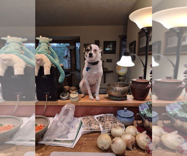 Medium Photo #1 Chihuahua-Unknown Mix Puppy For Sale in Salt Lake City, UT, USA