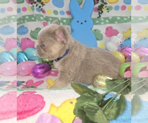 Medium Photo #12 French Bulldog Puppy For Sale in RUSHVILLE, IN, USA