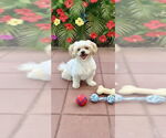 Small #5 Shih Tzu