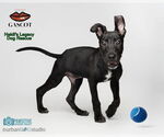 Small #5 Miniature Pinscher Mix
